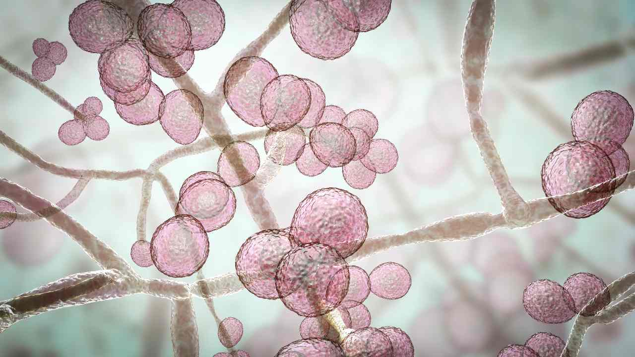 Candida Auris vista al microscopio(Adobe Stock)