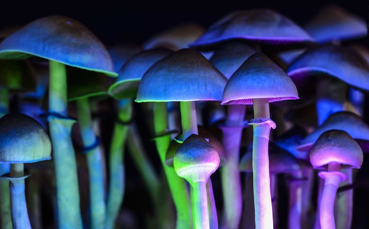 funghi allucinogeni