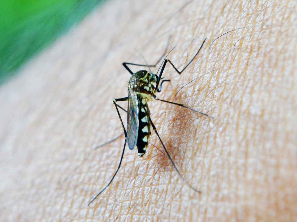 Malaria zanzara