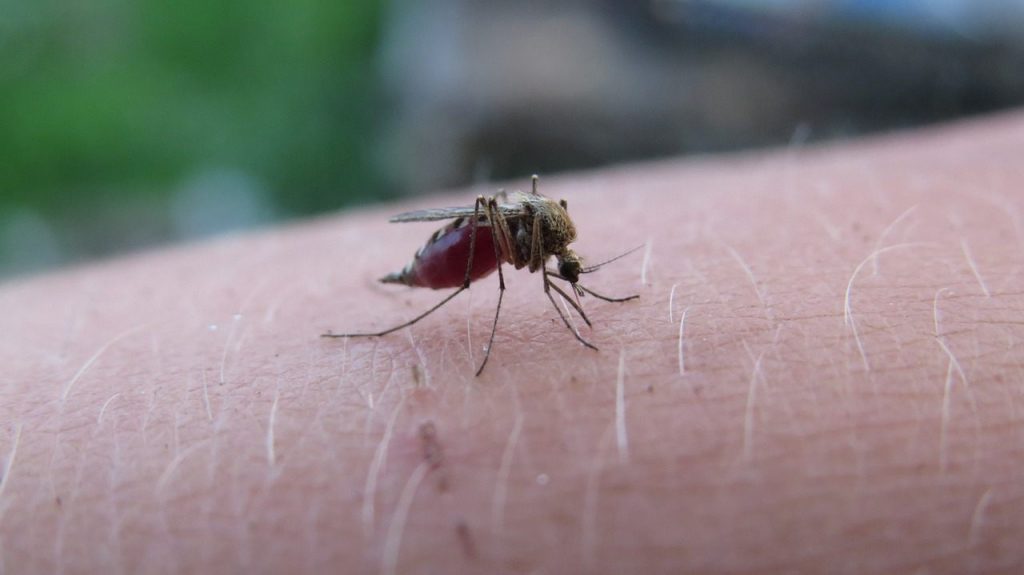 Malattia Malaria