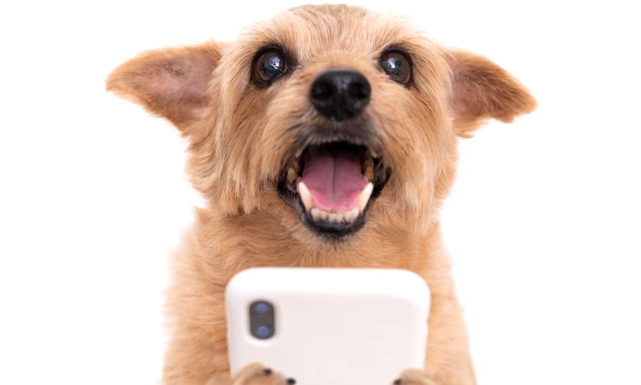 smartphone cani