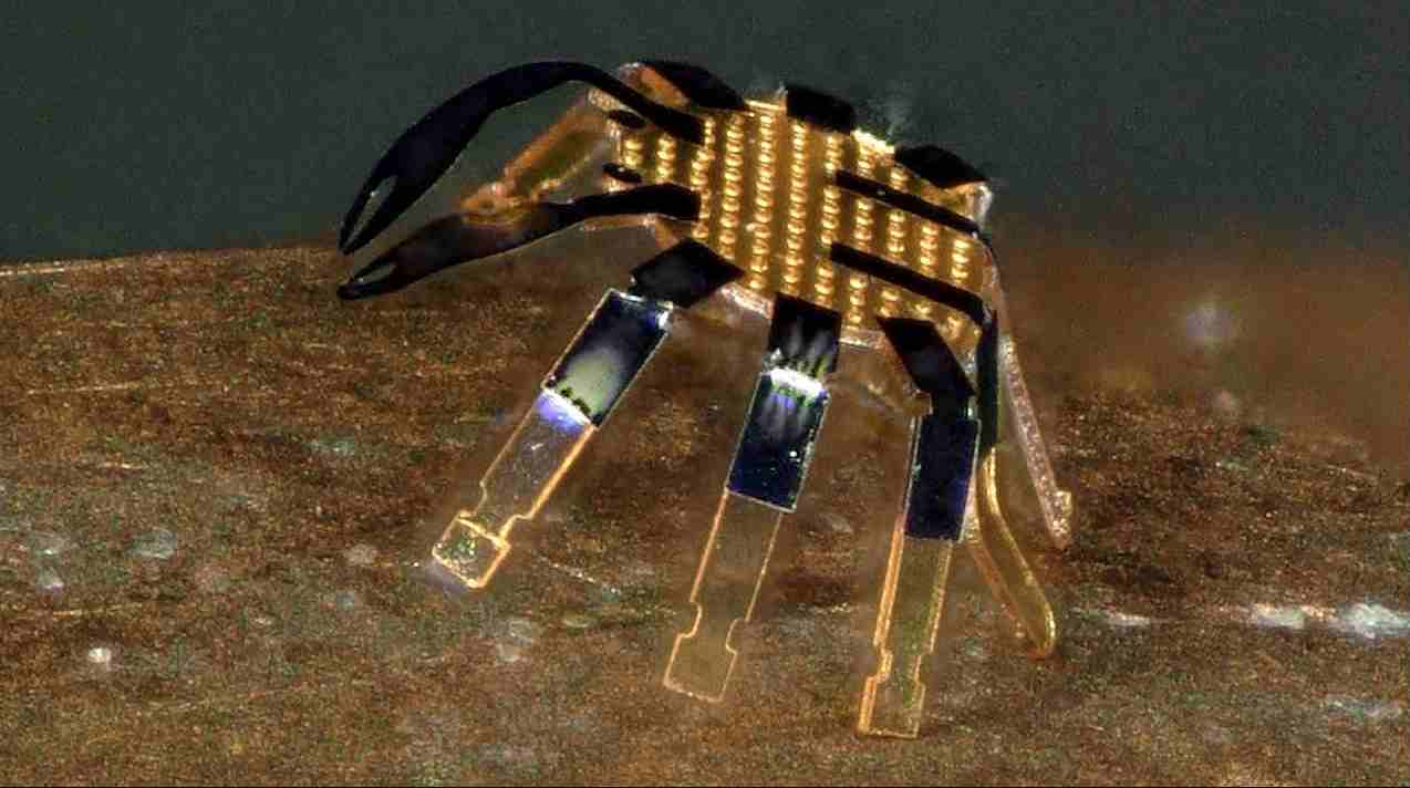 Crab Robot 20220528 cell
