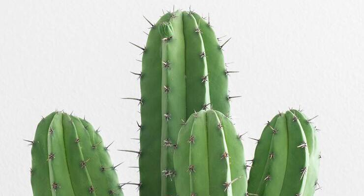 Cactus antenne Wi-Fi