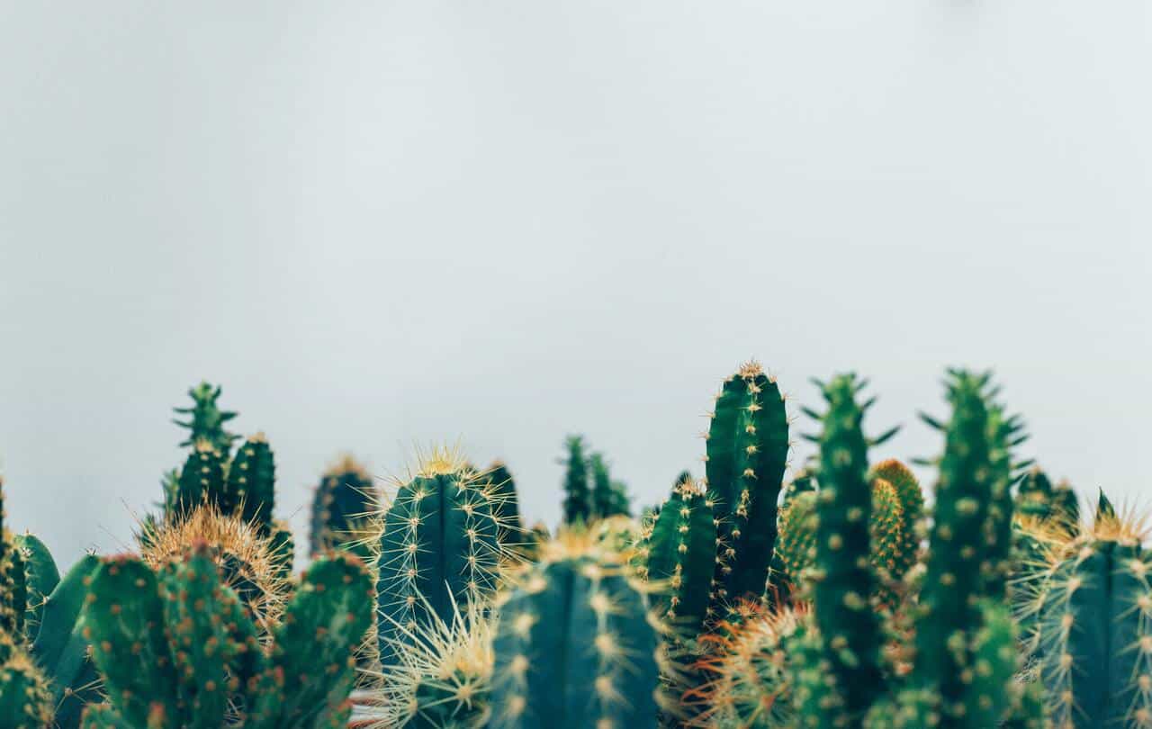 Cactus antenne Wi-Fi