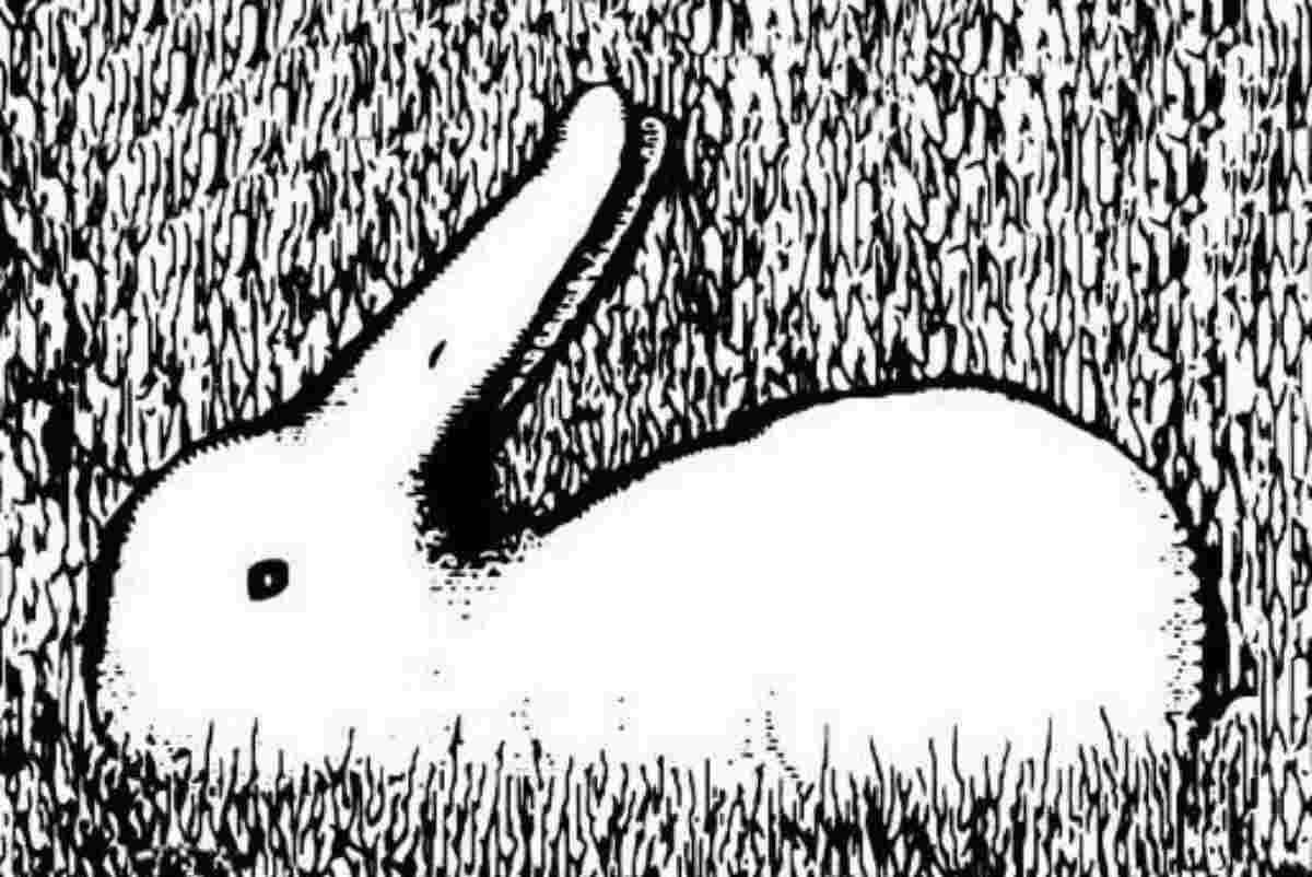Test del coniglio e dell'anatra