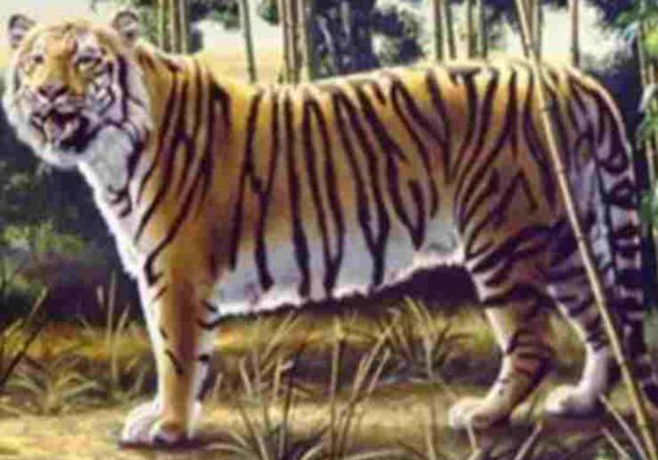 soluzione test della tigre
