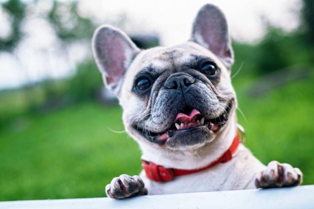 App per rintracciare gli animali