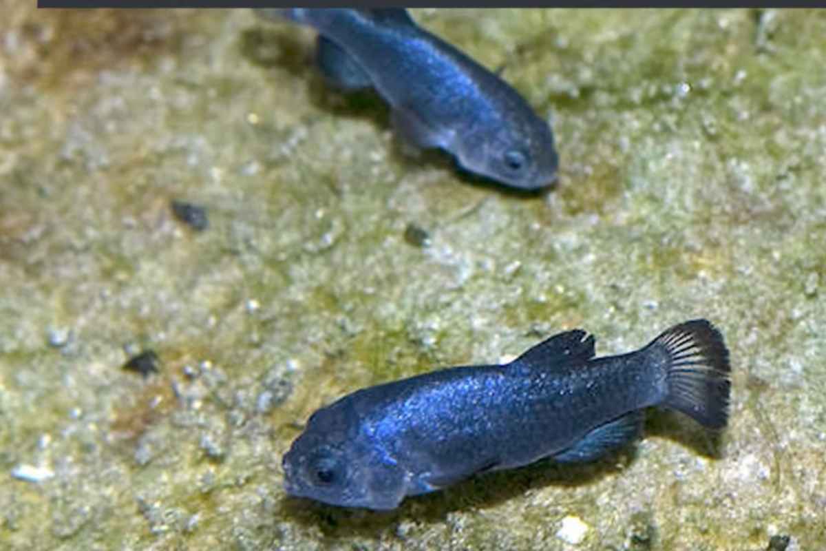 pesce raro segna un record