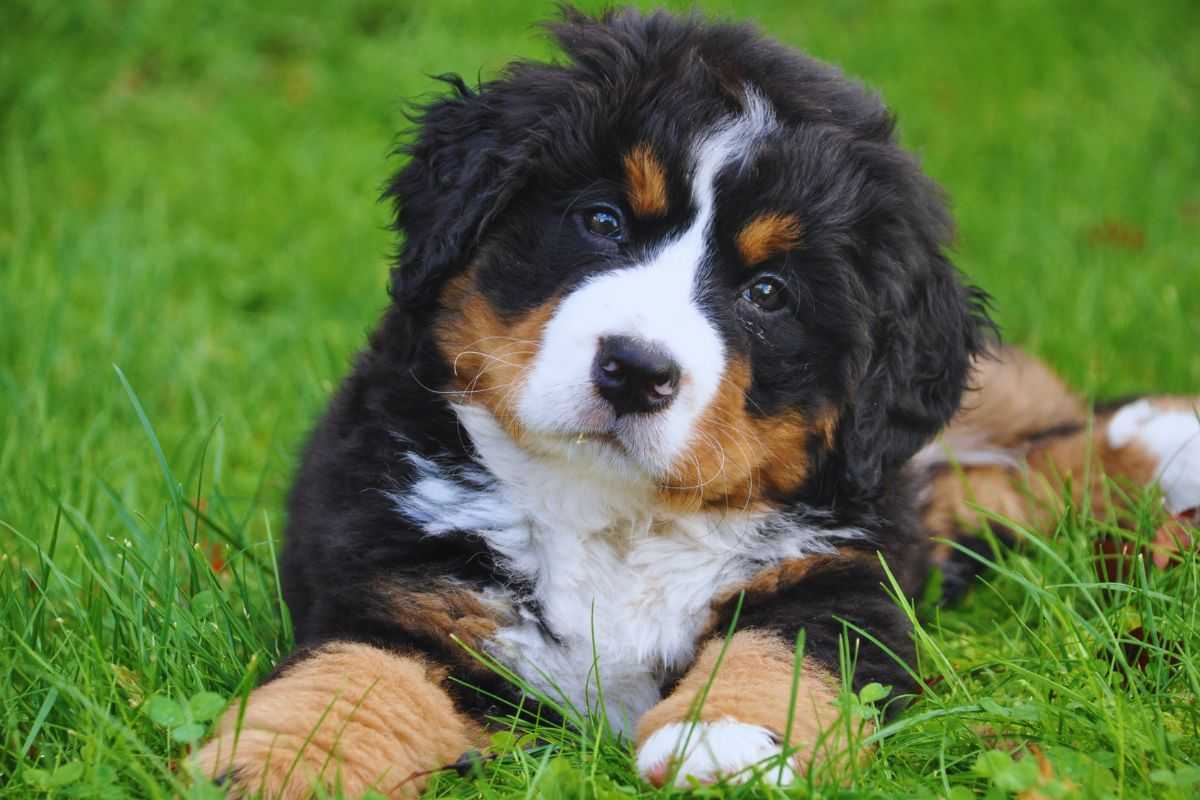 Cucciolo di Bovaro del Bernese