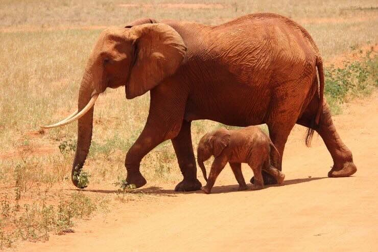 Mamma elefante e piccolo elefante 