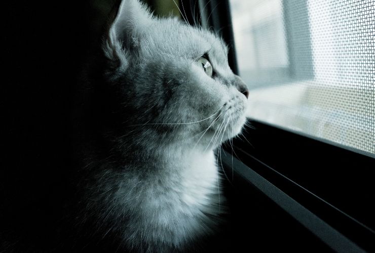 gatto che guarda fuori dalla finestra