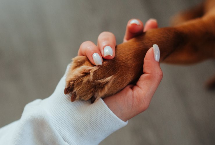 mano di una ragazza che tiene la zampa di un cane