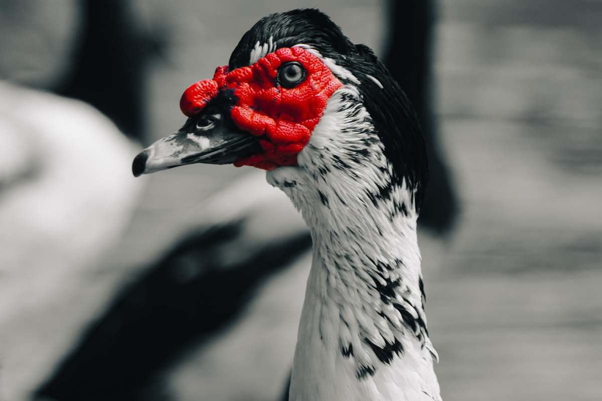 Foto di anatra in bianco e nero con rosso in rilievo