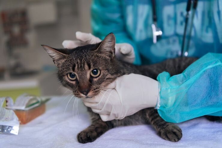 Gatto dal veterinario 