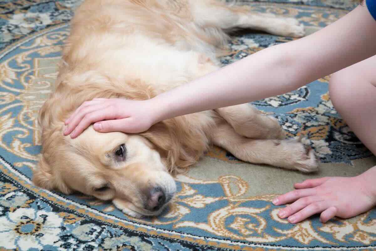 Cane sdraiato sul tappeto stanco, mano lo accarezza